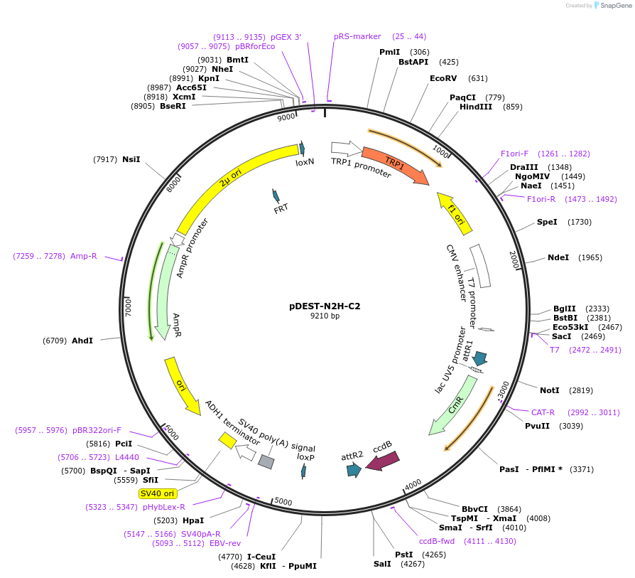 125559-plasmid-map-sequence-id-254701