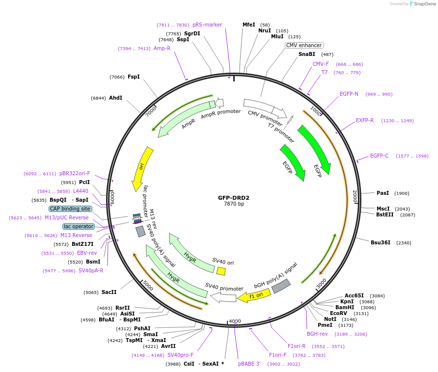 24099-plasmid-map-sequence-id-254716