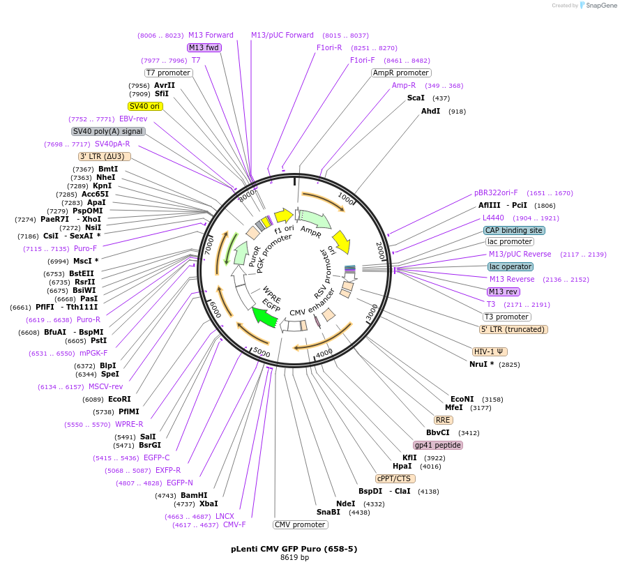 17448-plasmid-map-sequence-id-254722