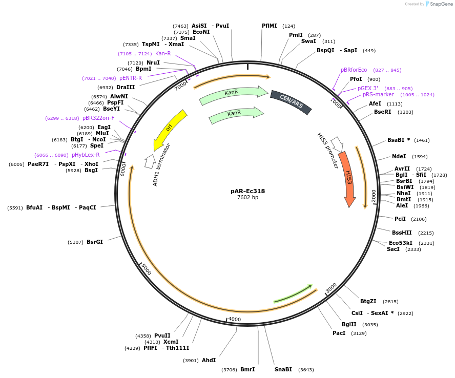 130871-plasmid-map-sequence-id-254729