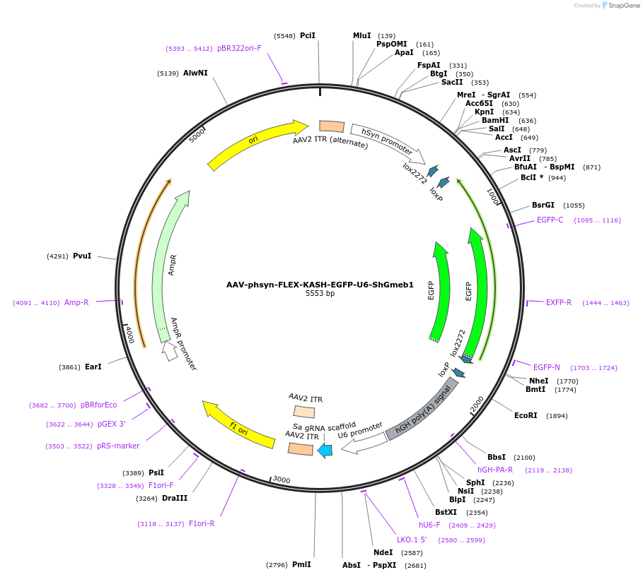 129706-plasmid-map-sequence-id-254733