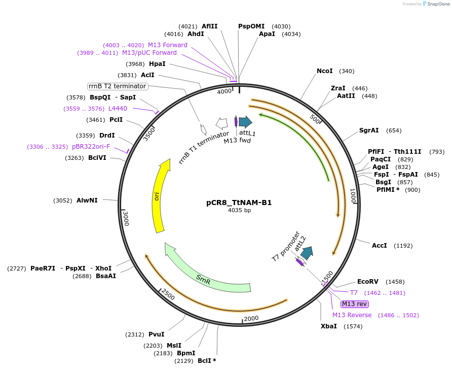124575-plasmid-map-sequence-id-254737