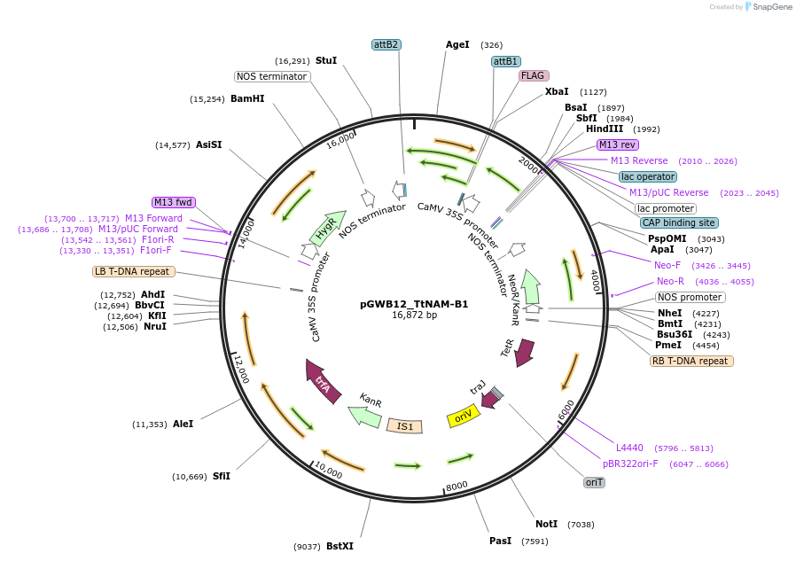 124573-plasmid-map-sequence-id-254738