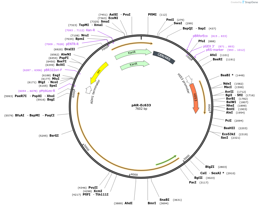 130873-plasmid-map-sequence-id-254740