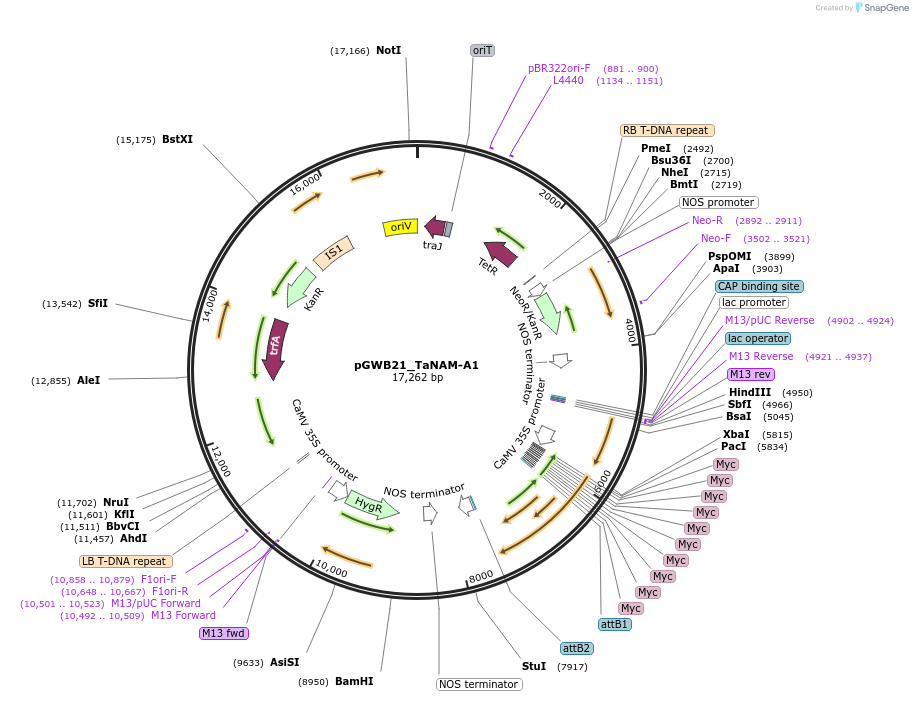 124572-plasmid-map-sequence-id-254743