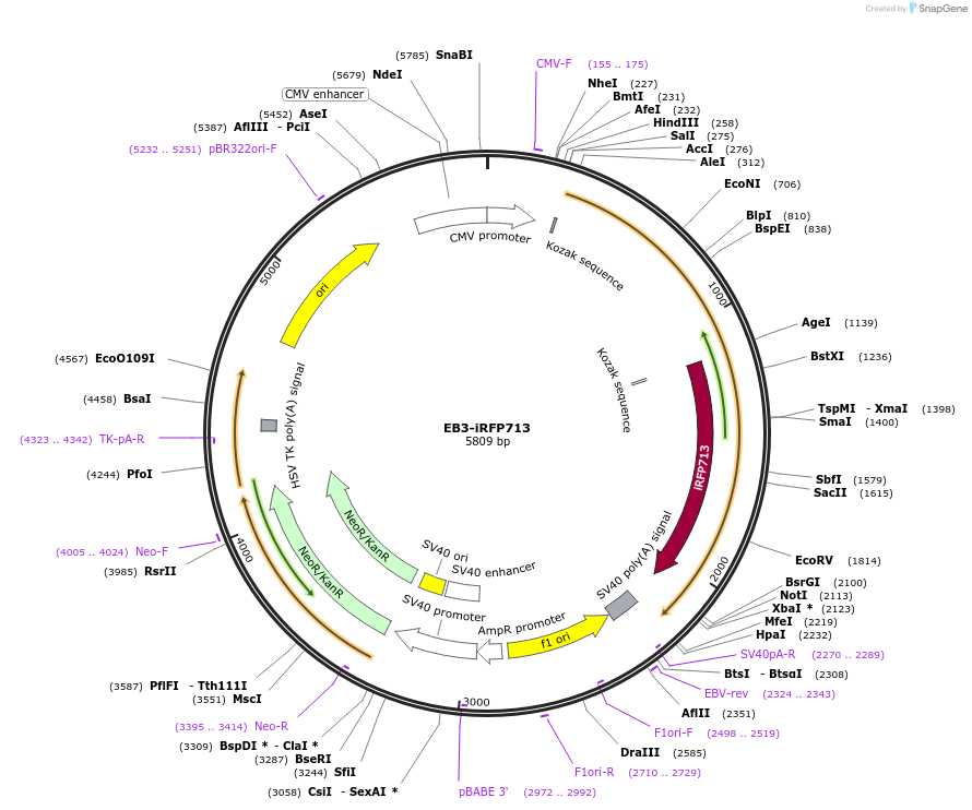 128007-plasmid-map-sequence-id-254745