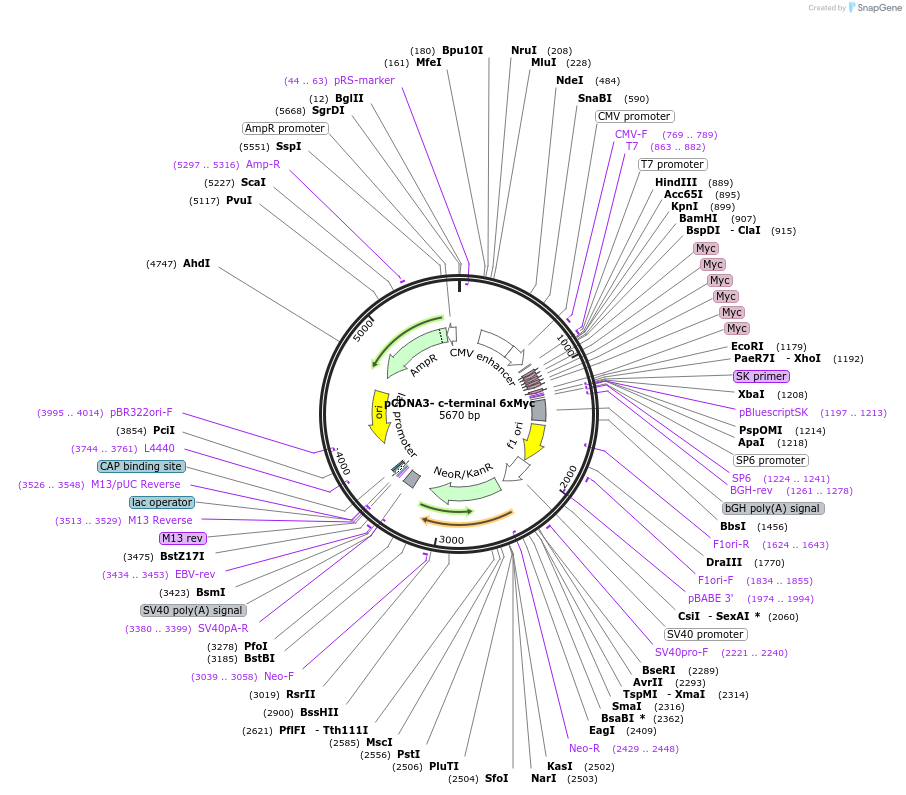 128023-plasmid-map-sequence-id-254748