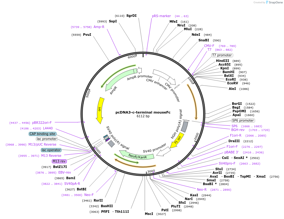 128024-plasmid-map-sequence-id-254749