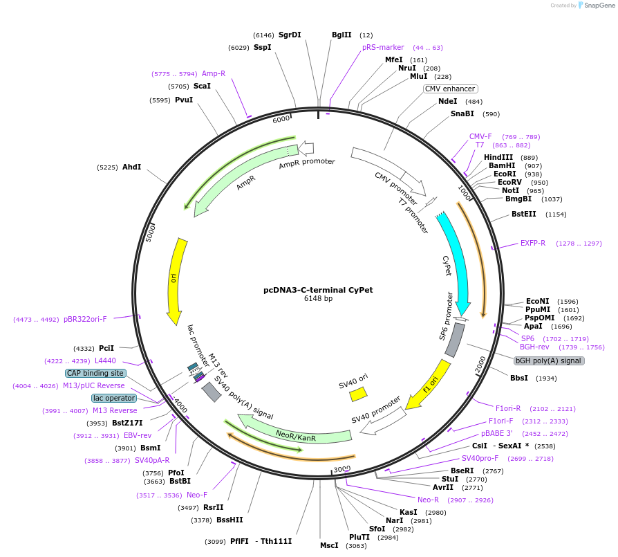 128026-plasmid-map-sequence-id-254777