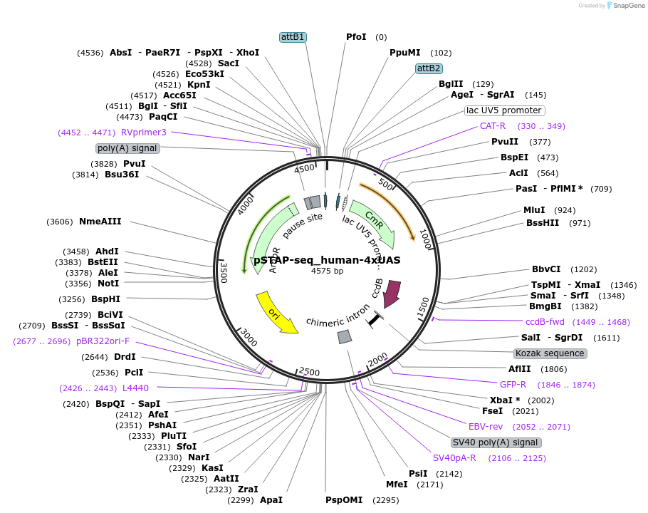 125150-plasmid-map-sequence-id-254778
