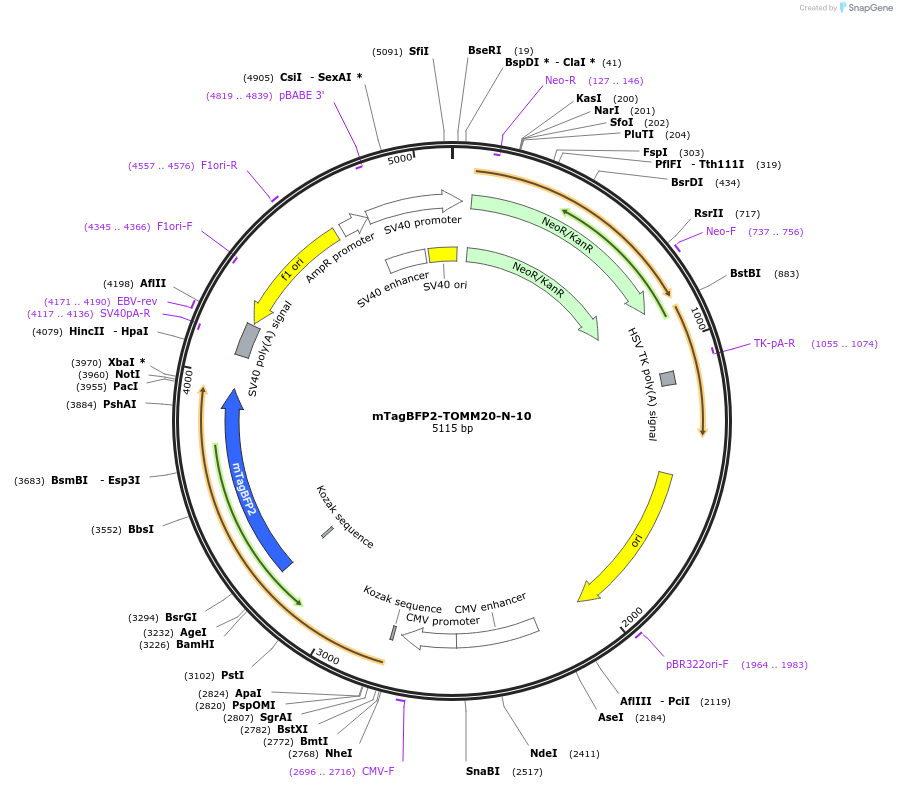 55328-plasmid-map-sequence-id-254783