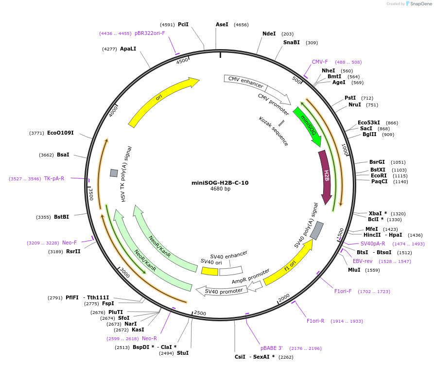 57769-plasmid-map-sequence-id-254787