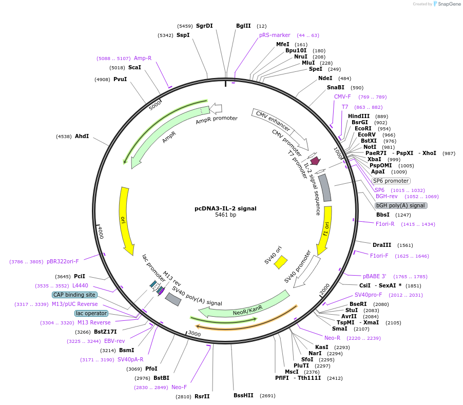 128028-plasmid-map-sequence-id-254789