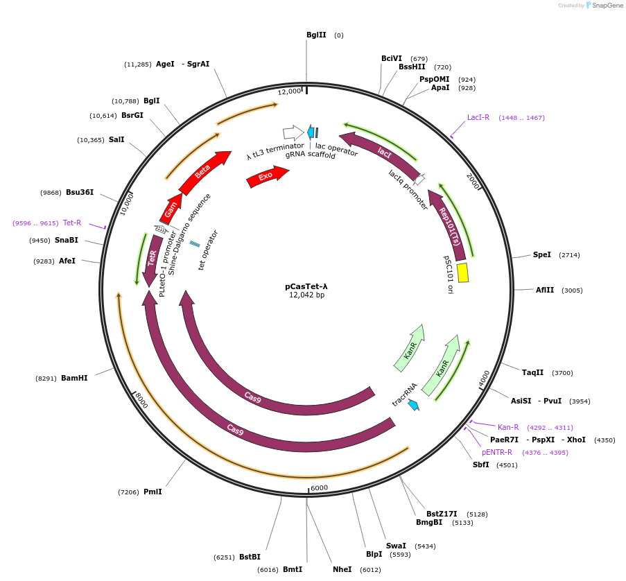 128318-plasmid-map-sequence-id-254797