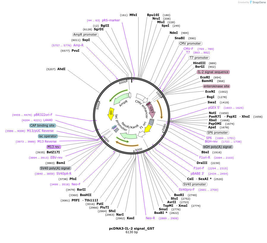 128032-plasmid-map-sequence-id-254803