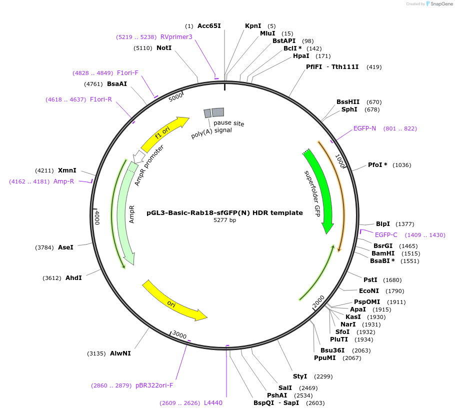 129415-plasmid-map-sequence-id-254821