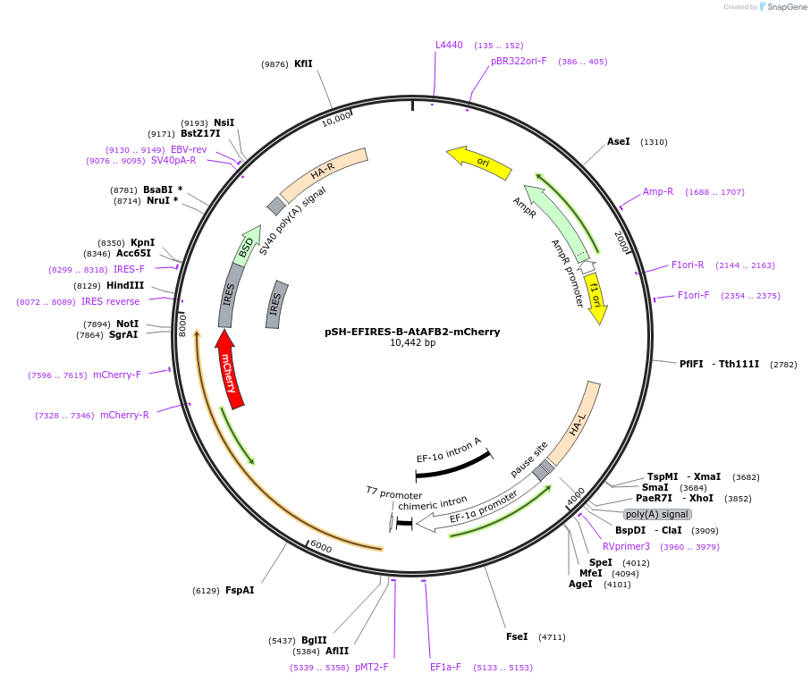 129718-plasmid-map-sequence-id-254826