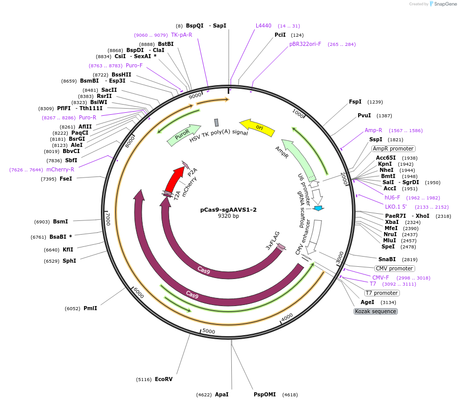 129727-plasmid-map-sequence-id-254829