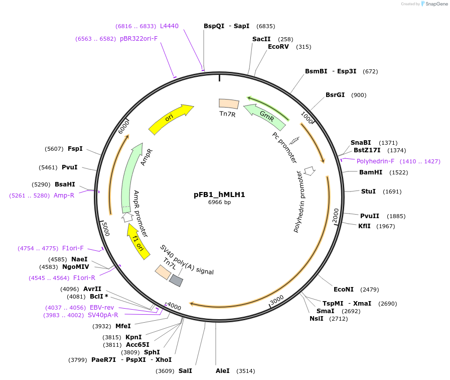 129426-plasmid-map-sequence-id-254831