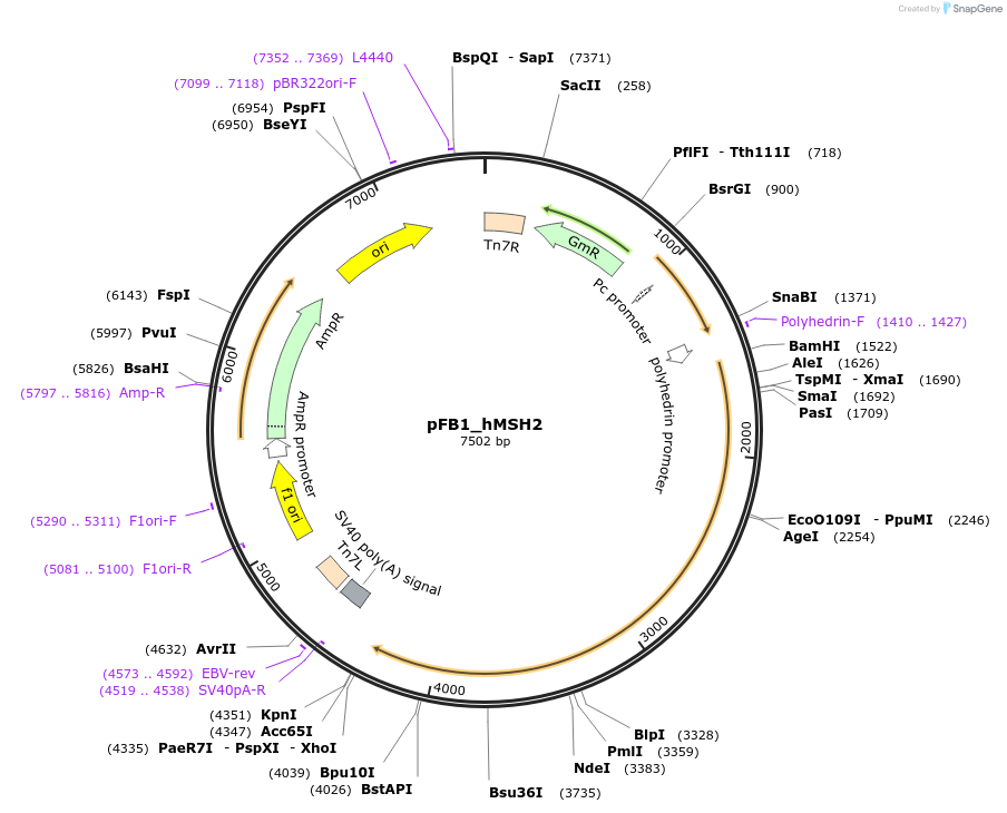 129423-plasmid-map-sequence-id-254834