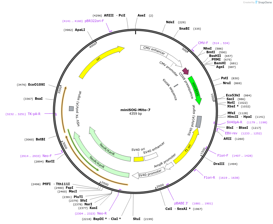 57773-plasmid-map-sequence-id-254844