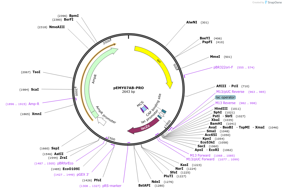 127710-plasmid-map-sequence-id-254847