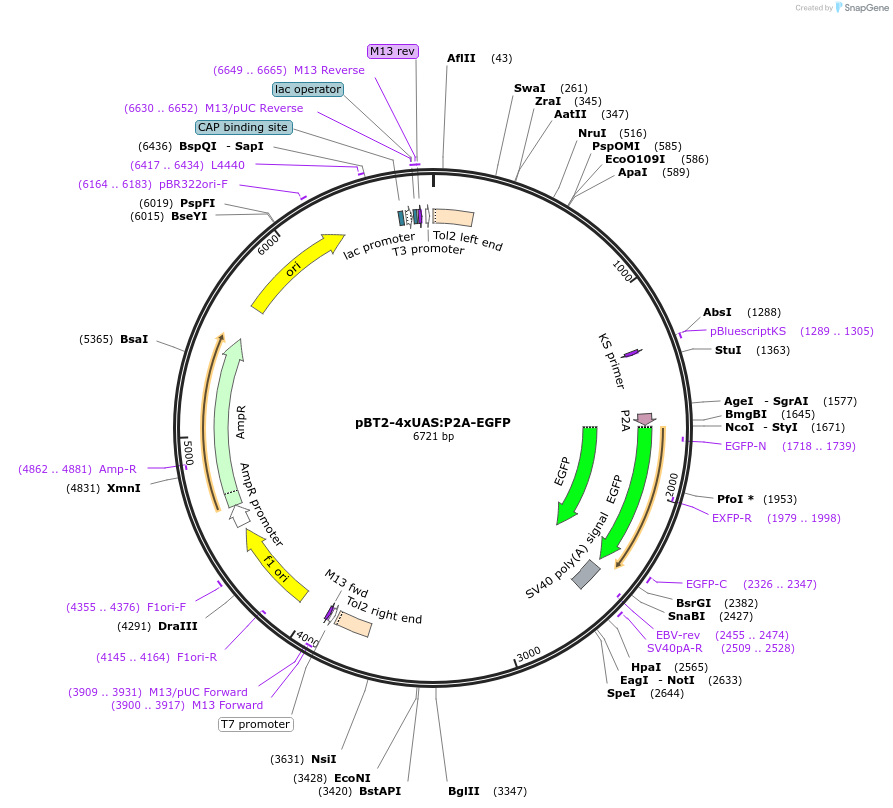 127591-plasmid-map-sequence-id-254848