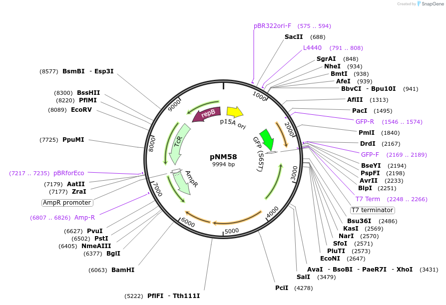 128409-plasmid-map-sequence-id-254849
