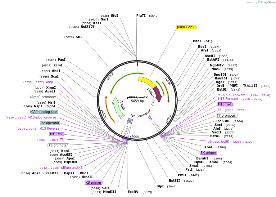 126928-plasmid-map-sequence-id-254851
