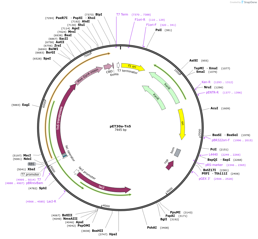 127917-plasmid-map-sequence-id-254855