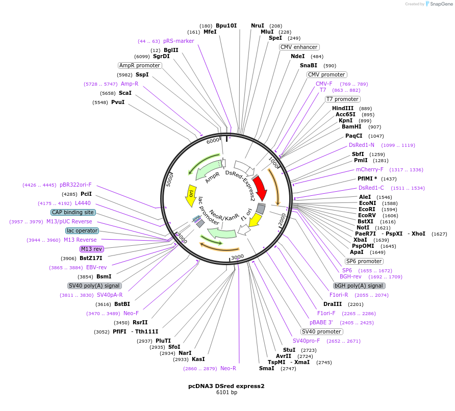 128040-plasmid-map-sequence-id-254863