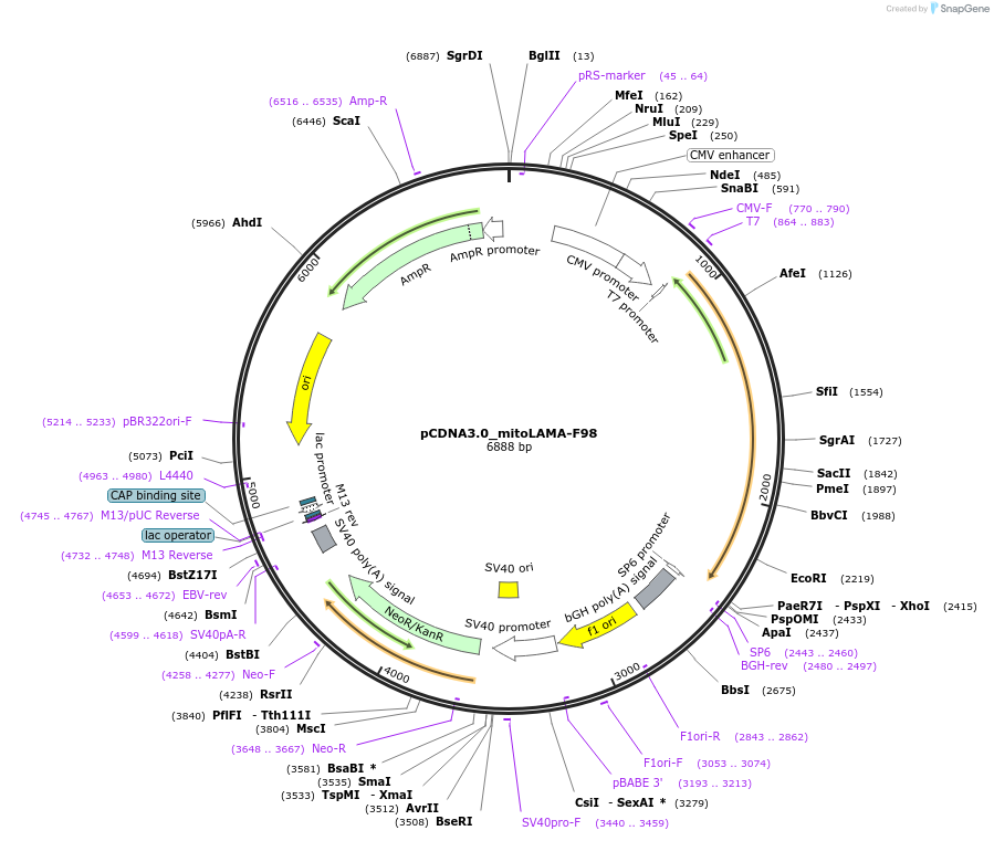 130704-plasmid-map-sequence-id-254899