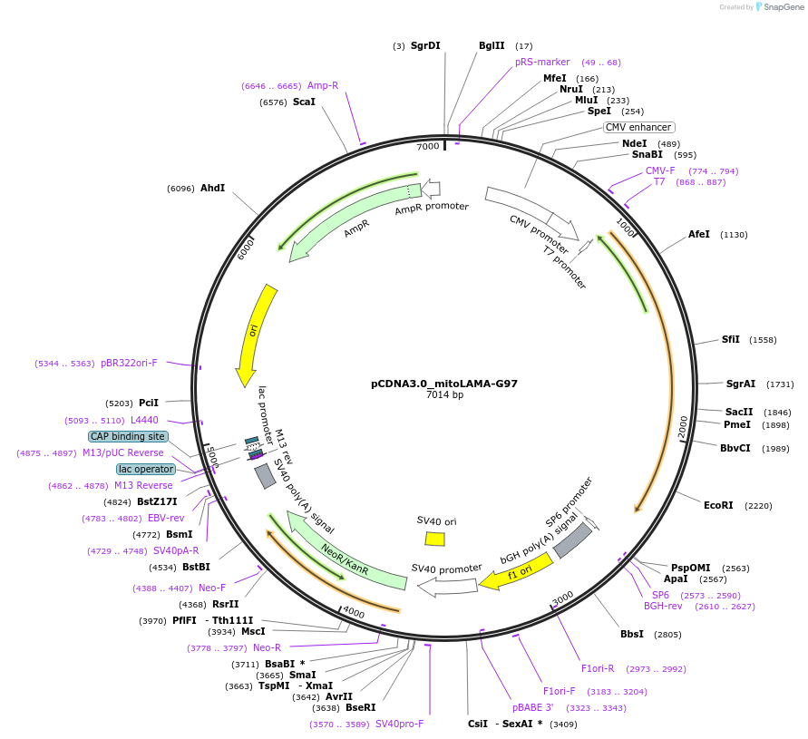 130705-plasmid-map-sequence-id-254901