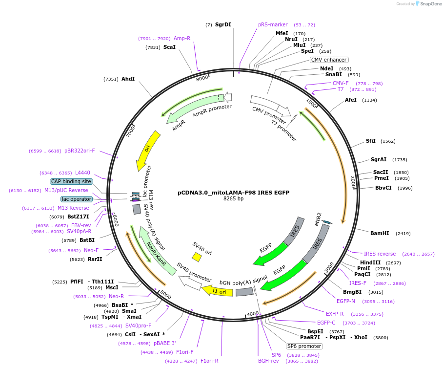 130706-plasmid-map-sequence-id-254902