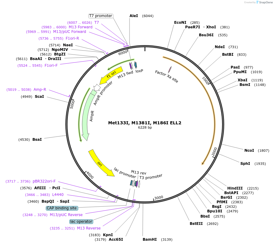 127263-plasmid-map-sequence-id-254907