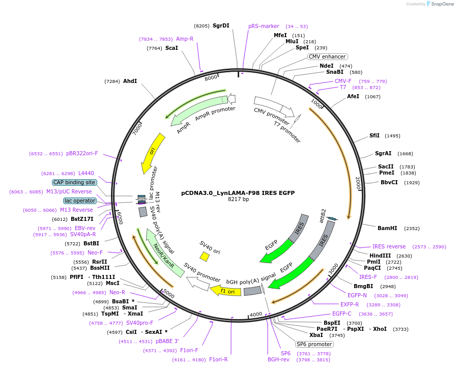 130710-plasmid-map-sequence-id-254909