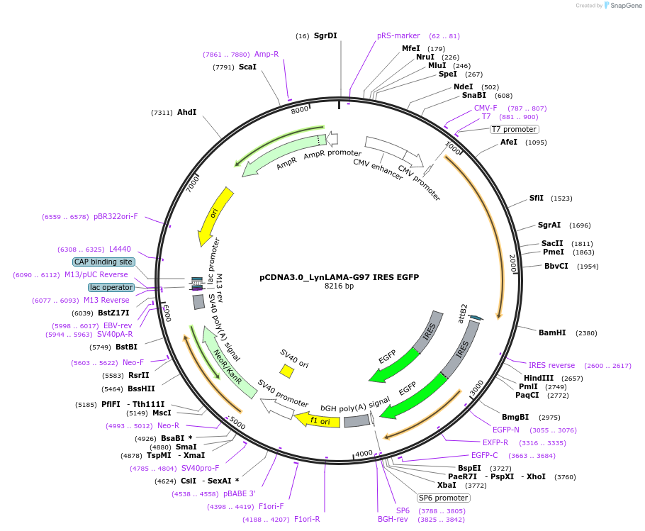 130711-plasmid-map-sequence-id-254912