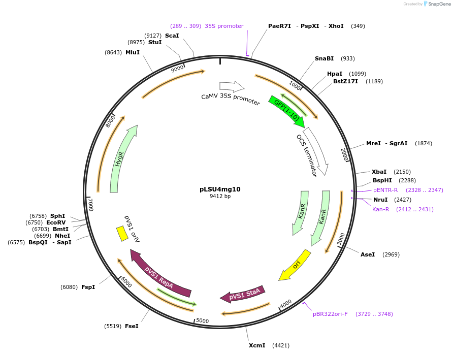 126079-plasmid-map-sequence-id-254915