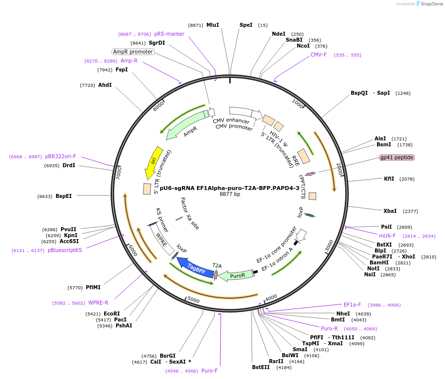 128758-plasmid-map-sequence-id-254920