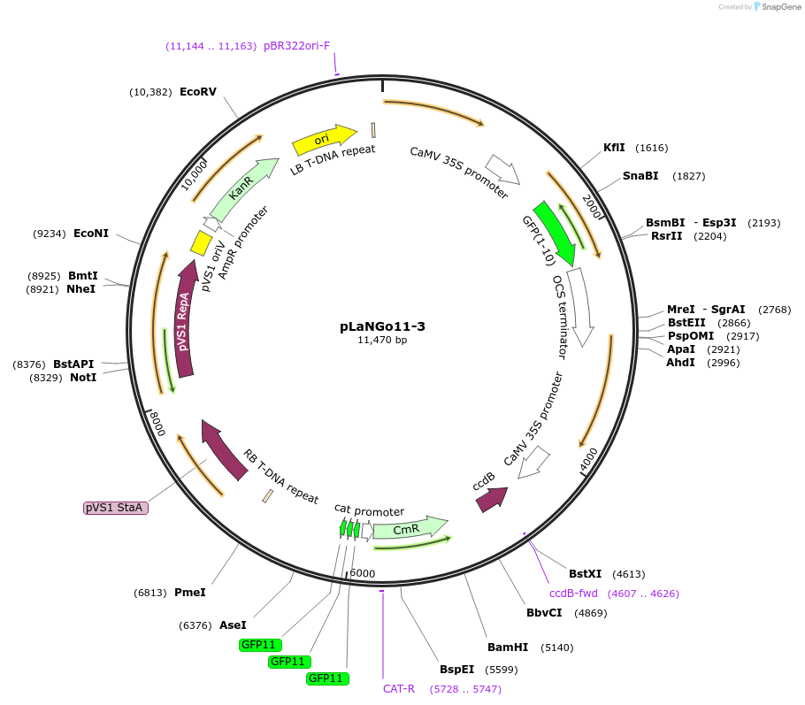 126054-plasmid-map-sequence-id-254921