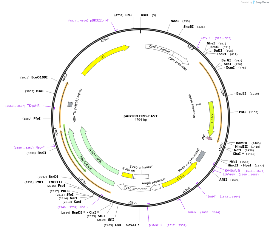 130722-plasmid-map-sequence-id-254922