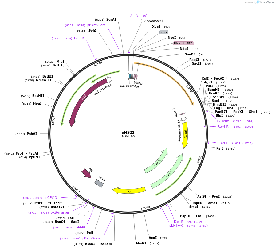 129710-plasmid-map-sequence-id-254924