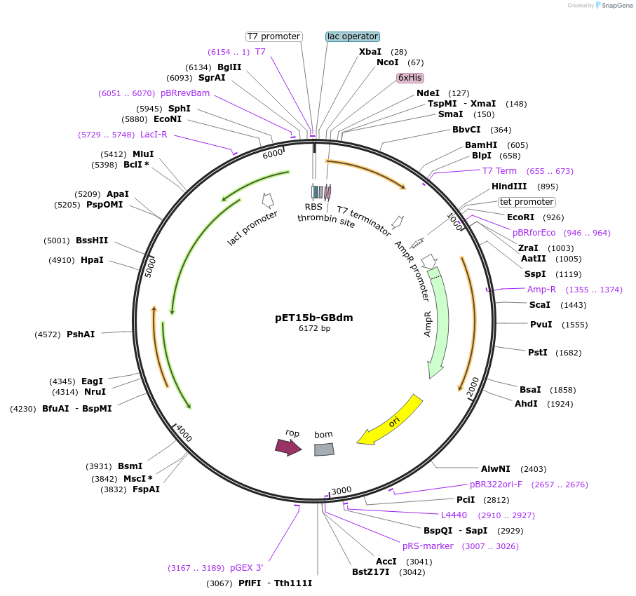 129690-plasmid-map-sequence-id-254934