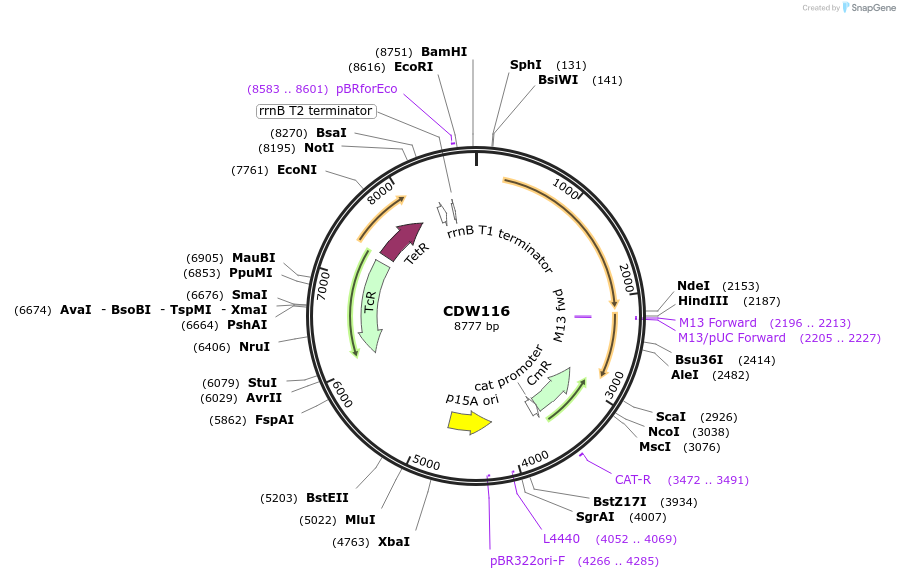 129687-plasmid-map-sequence-id-254936