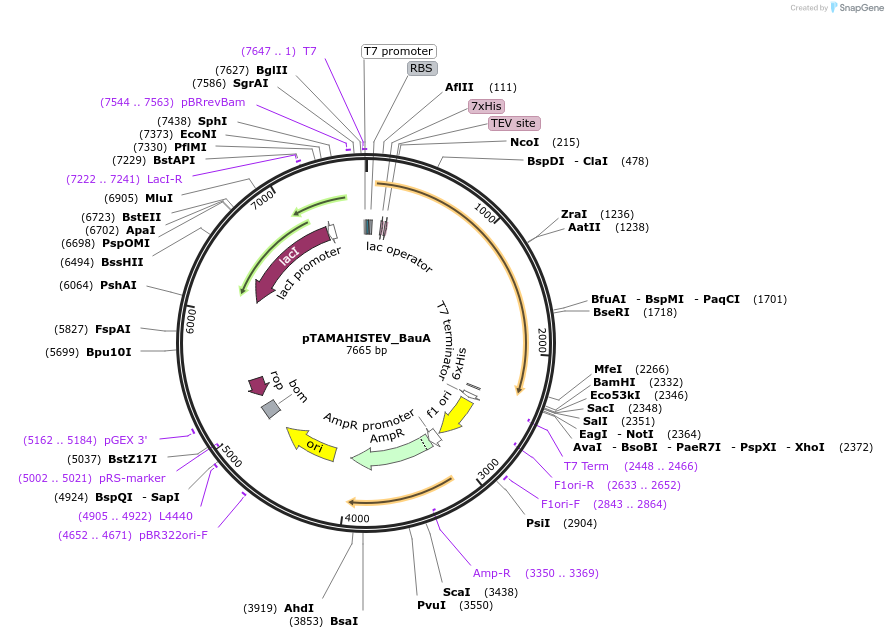 128952-plasmid-map-sequence-id-254939