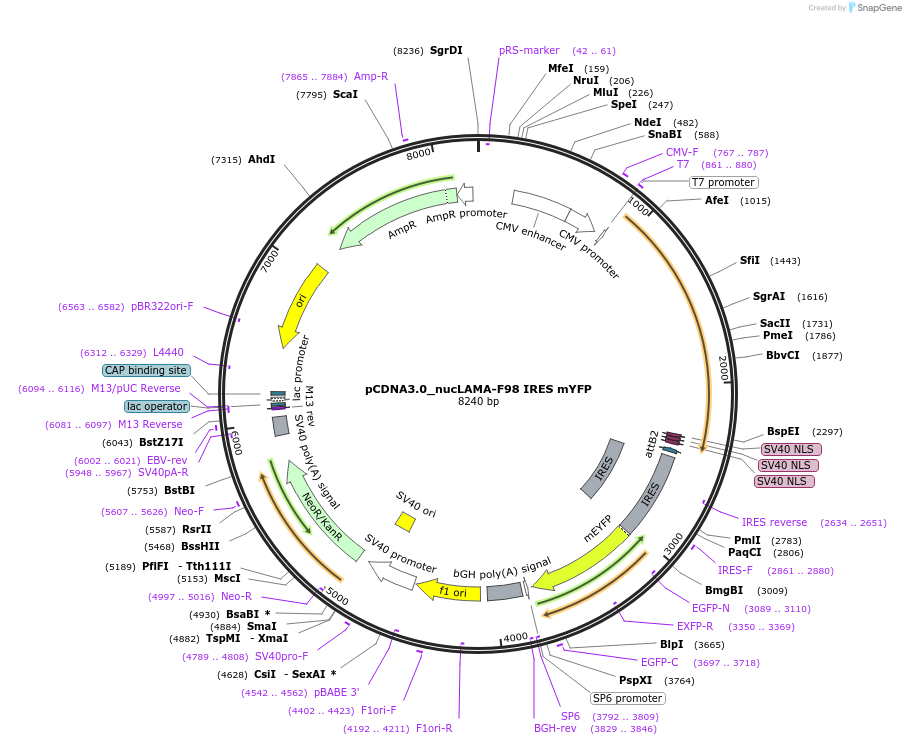 130712-plasmid-map-sequence-id-254942