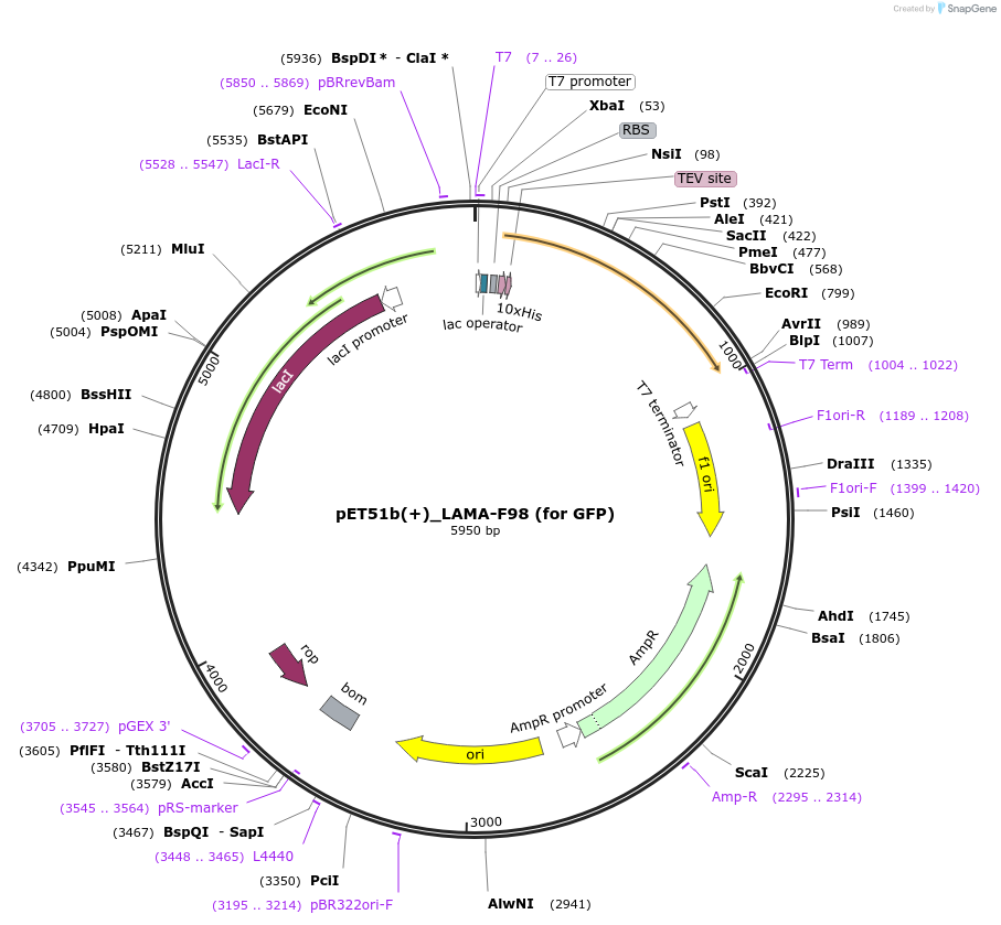 130714-plasmid-map-sequence-id-254944