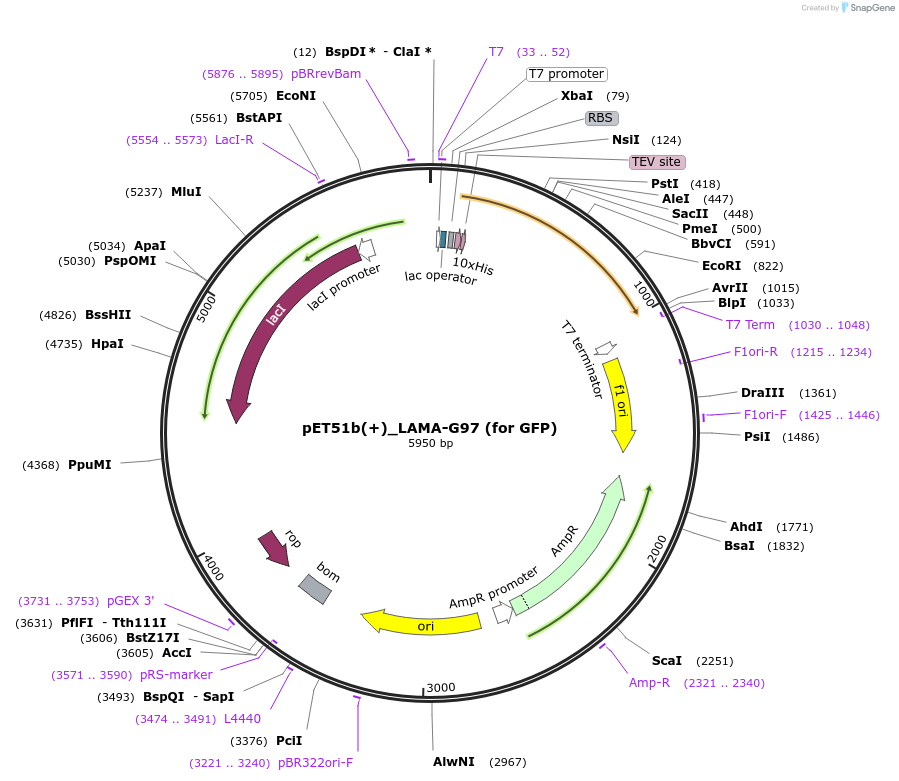 130715-plasmid-map-sequence-id-254945