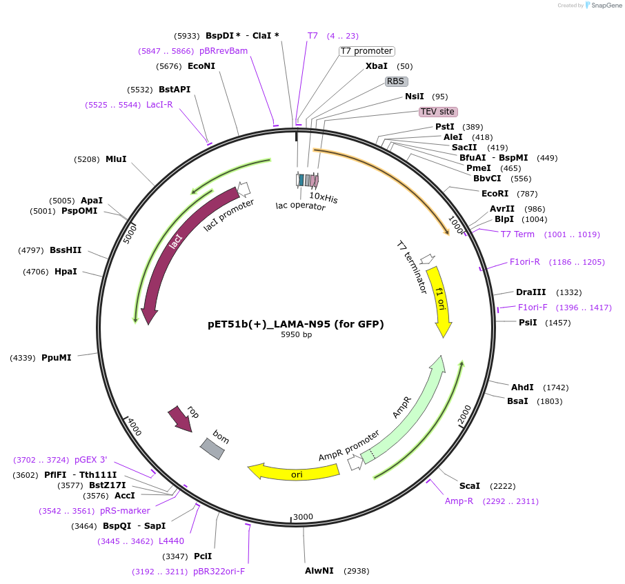 130716-plasmid-map-sequence-id-254946