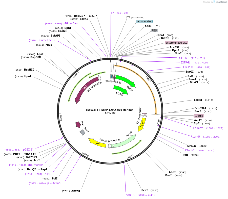 130717-plasmid-map-sequence-id-254947